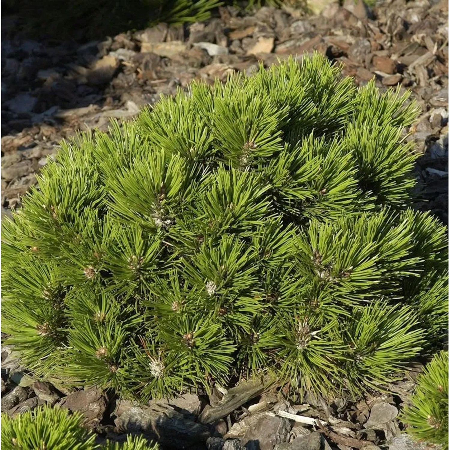 Zwerg Schlangenhaut Kiefer Schmidt 25-30cm - Pinus,eucodermis