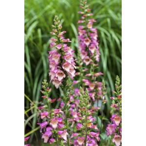 Blühender Roter Fingerhut (Digitalis Purpurea) im 9x9 cm Topf, eine dekorative Staude für den Garten.