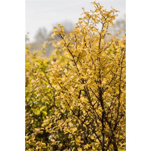 Goldgelbe Blasenspiere 'Nugget', 40-60 cm hoch. Strauch mit leuchtenden Blättern für Garten und Kübel.