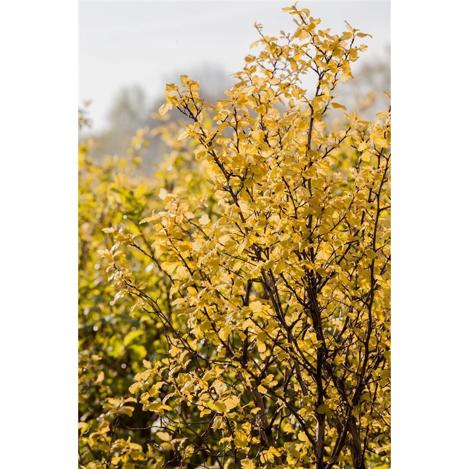 Physocarpus Opulifolius Nugget Blasenspiere Goldgelb 40–60 cm günstig online kaufen