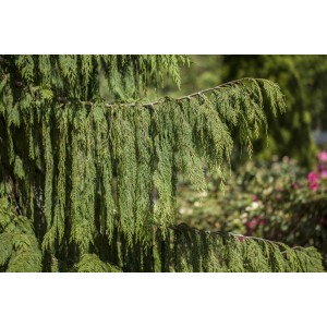 Detailaufnahme der Nootka-Scheinzypresse 'Pendula' mit hängenden, grünen Zweigen.