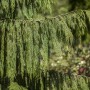Detailaufnahme der Nootka-Scheinzypresse 'Pendula' mit hängenden, grünen Zweigen.