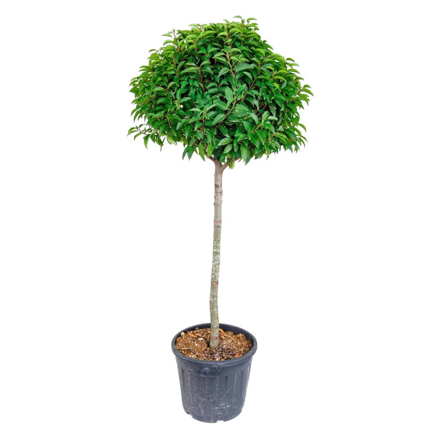 GROW by OBI Portugiesischer Kirschlorbeer 100 cm kaufen bei OBI