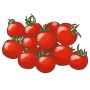 Illustration: Rote Bio-Buschtomaten Romello (Lycopersicon) im Topf, ideal als Snack.