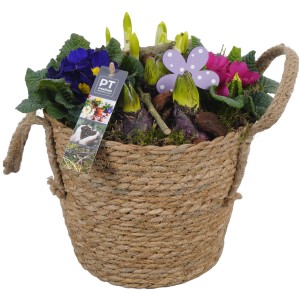 Frühlingsarrangement im Weidenkorb mit Narzissen und Primeln, Topf-Ø 26cm.