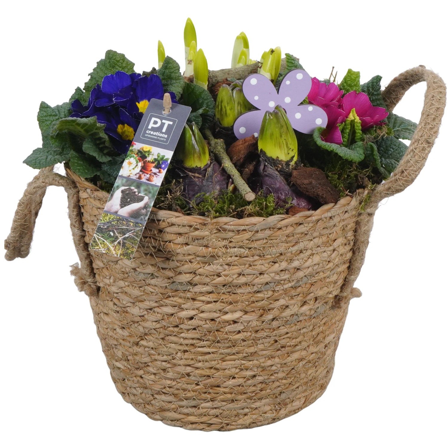Frühlingsarrangement im Weidenkorb mit Narzissen und Primeln, Topf-Ø 26cm.