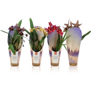 Sortierte Cambria-Orchideen mit bunten Blüten im Topf, Höhe 35-50cm.