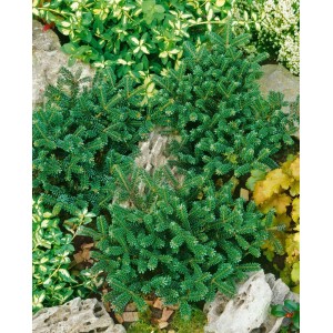 Kompakte, grüne Abies Koreana Oberon (Koreanische Tanne) im Garten zwischen Steinen.