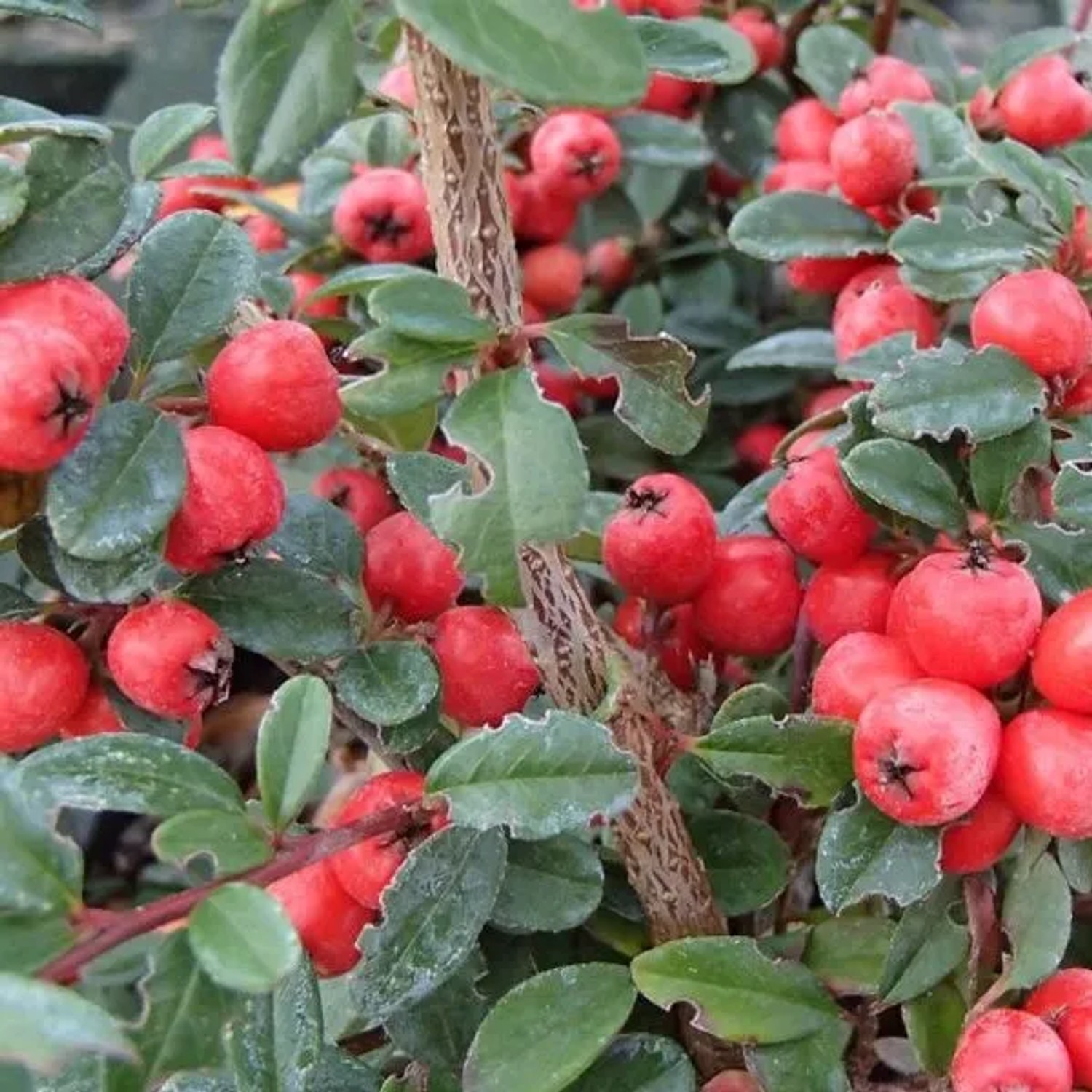 Teppichmispel 'Coral Beauty' Cotoneaster suecicus 40 bis 60 cm im Container Dunkelgrünes Laub