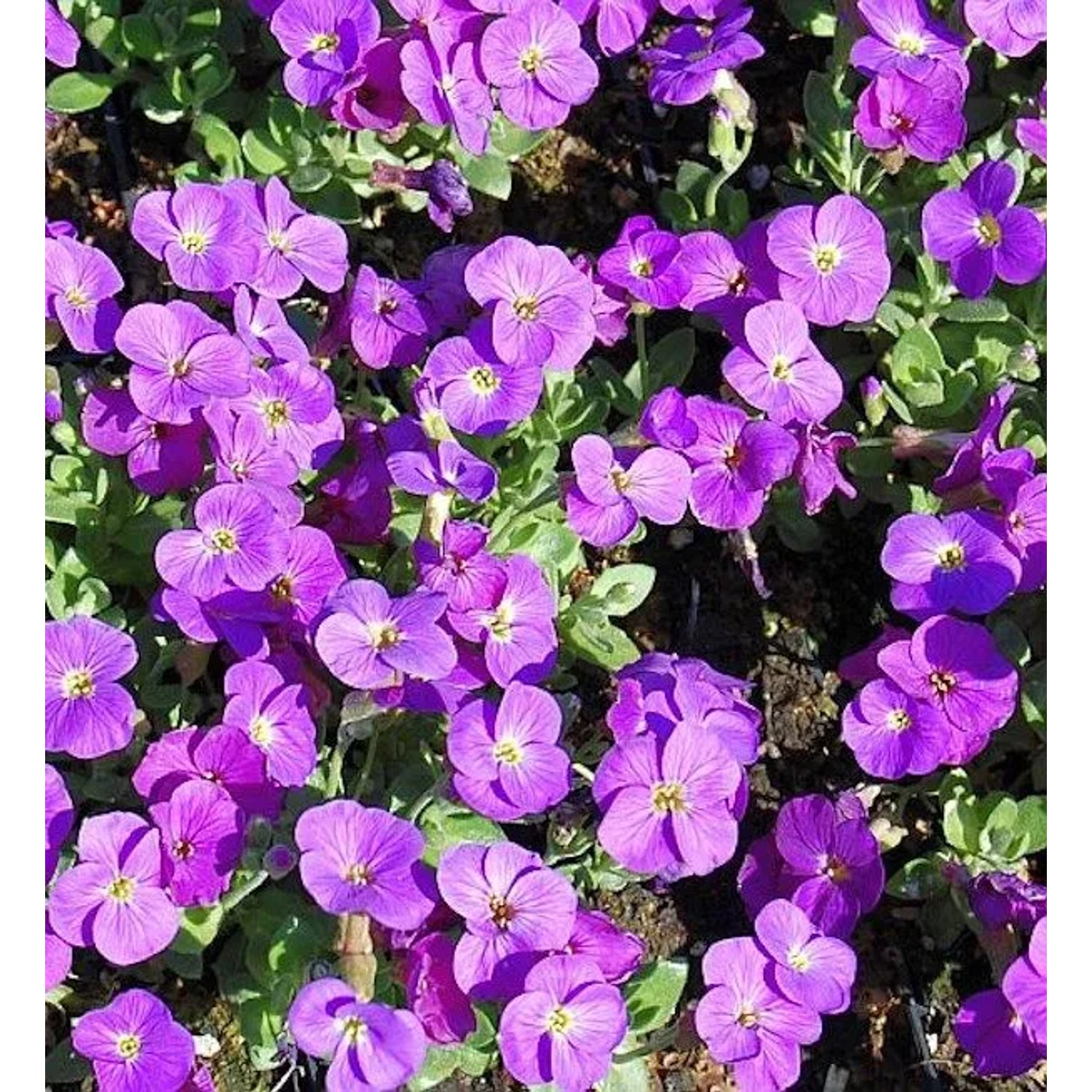 Blaukissen Kitty - Aubrieta cultorum