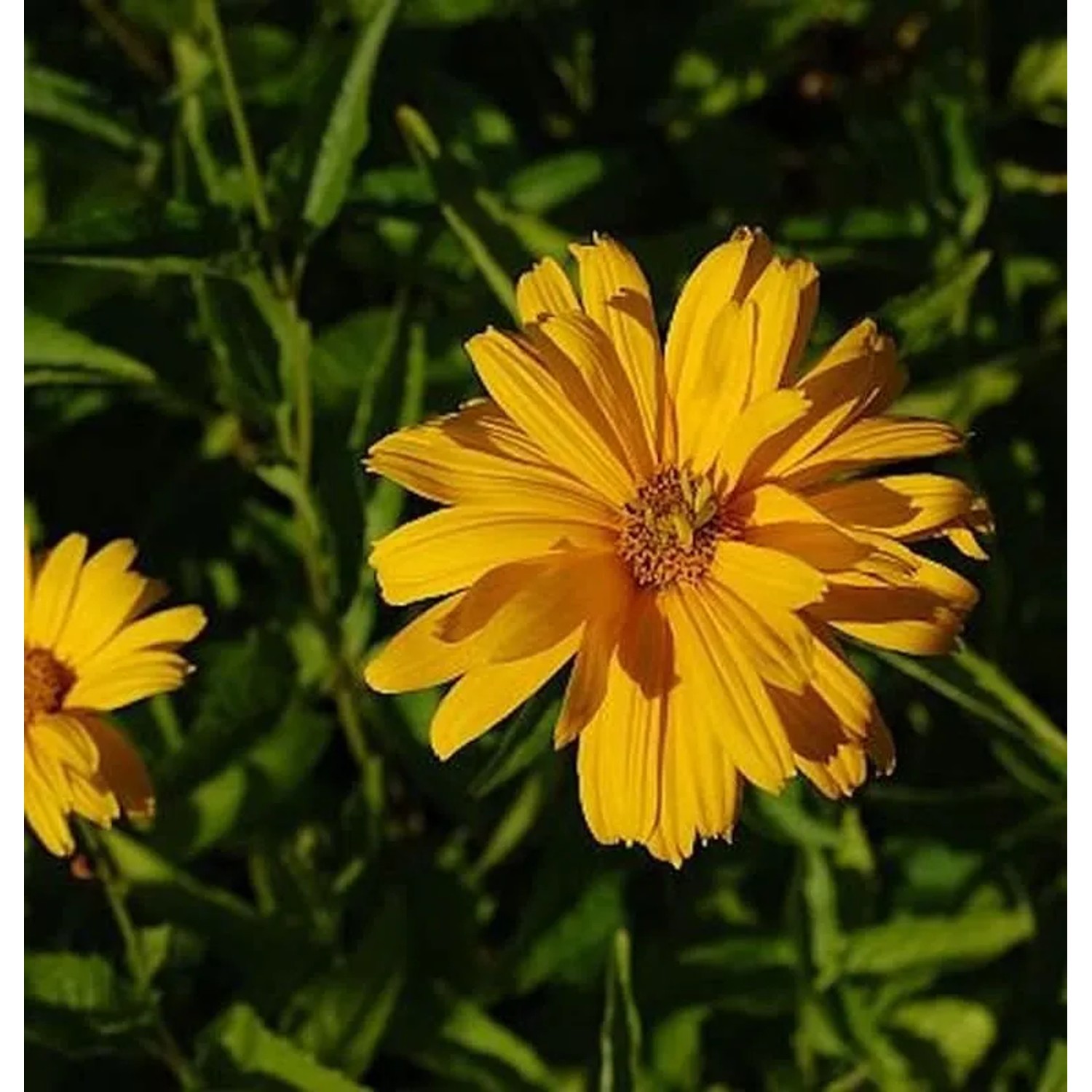 Sonnenauge Sommersonne - Heliopsis scabra