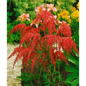 Astilbe 'Rote Straußenfeder' mit leuchtend roten Blüten im Gartenbeet.