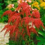 Astilbe 'Rote Straußenfeder' mit leuchtend roten Blüten im Gartenbeet.