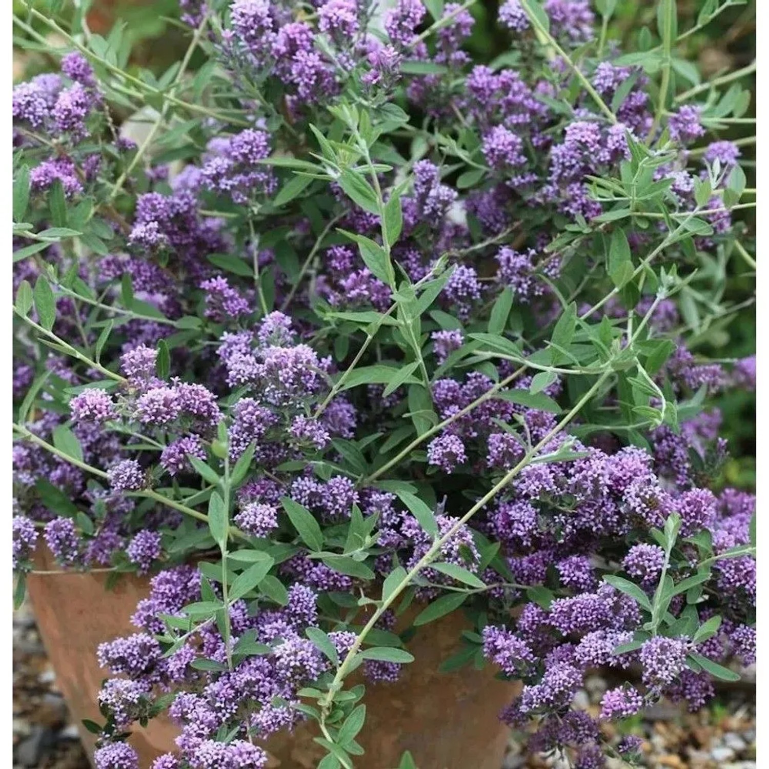 Sommerflieder Unique 40-60cm - Buddleja