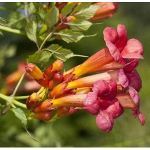 Trompetenblume Stromboli (Campsis radicans) mit roten, trompetenförmigen Blüten.