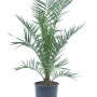 Kanarische Dattelpalme im Topf, ca. 60/80 cm hoch. Zimmerpflanze für mediterranes Flair.
