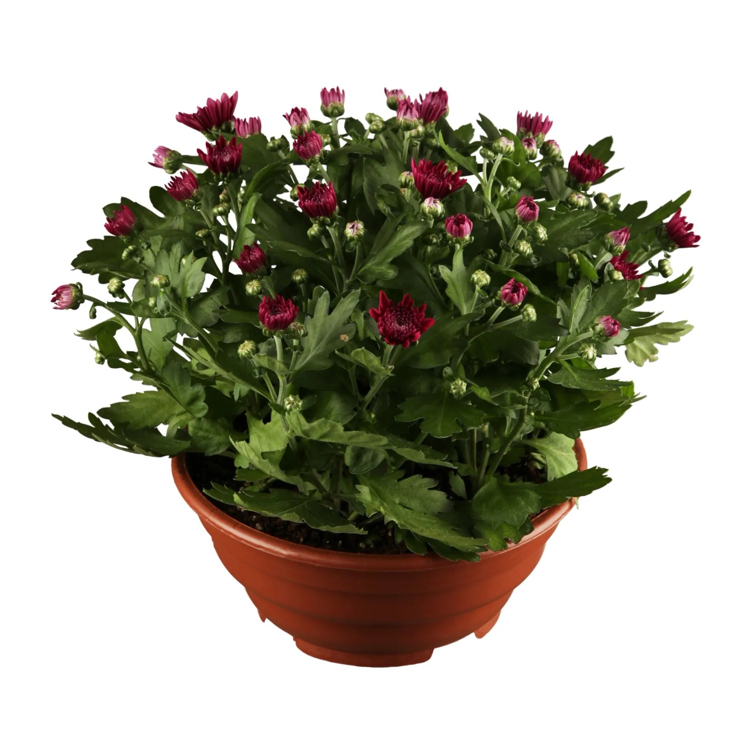Chrysantheme 23 cm in Schale kaufen bei OBI