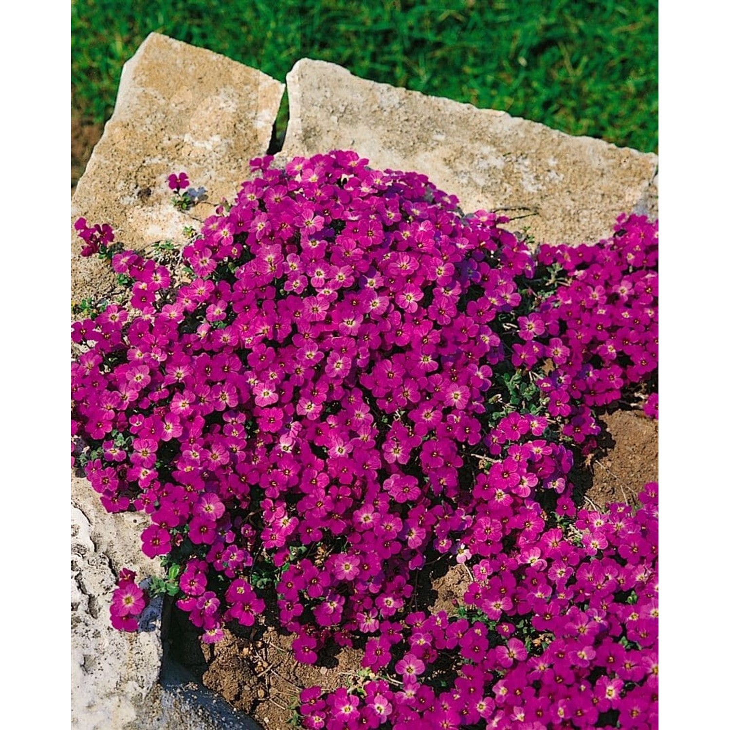 Aubrieta X Cultorum Vesuv Blaukissen Violett Ca. 9x9 cm Topf günstig online kaufen