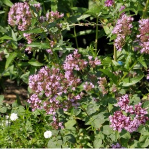 Blühender Oregano Aromaticum (Origanum laevigatum) im Gartenbeet. Staude mit rosa Blüten.
