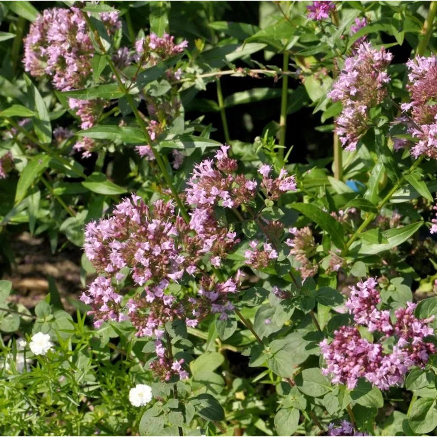Oregano Aromaticum - Origanum,aevigatum