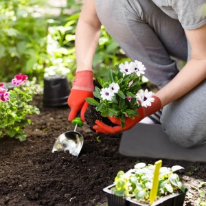 Person kniet auf schwarzem EVA Schaumstoff Kniekissen mit roten Handschuhen beim Pflanzen im Garten.