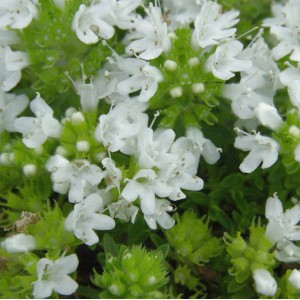 Nahaufnahme des blühenden Zitronenquendel 'Wirral White'.