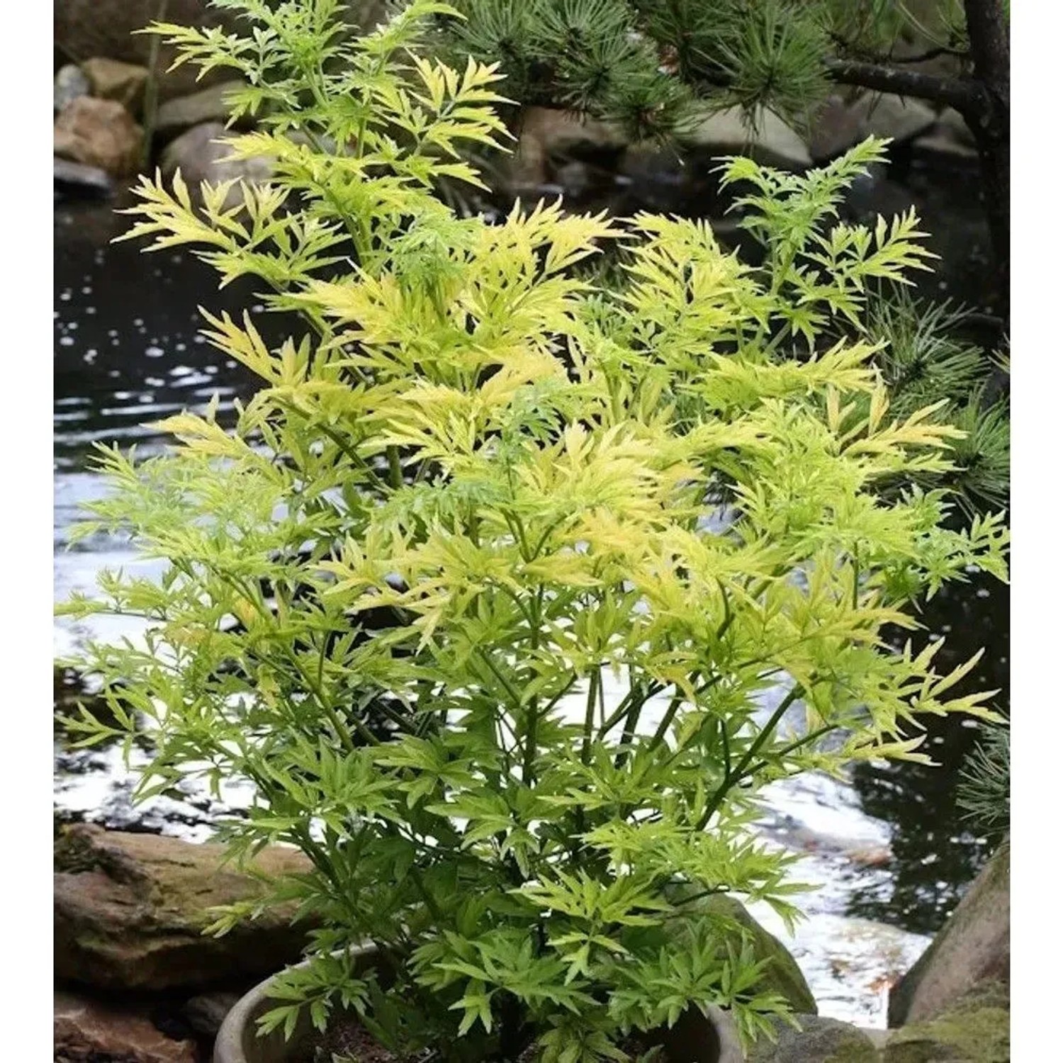 Gelblaubiger Säulen Holunder Golden Tower 60-80cm - Sambucus nigra