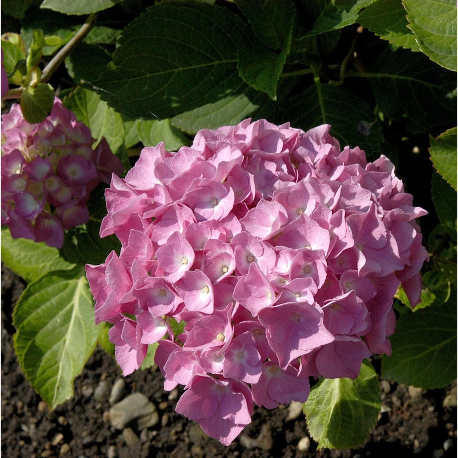 Bauernhortensie Schöne Bautznerin 30-40cm - Hydrangea macrophylla günstig online kaufen