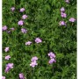 Storchenschnabel Claridge Druce (Geranium oxonianum) mit zarten, lilafarbenen Blüten im Garten.