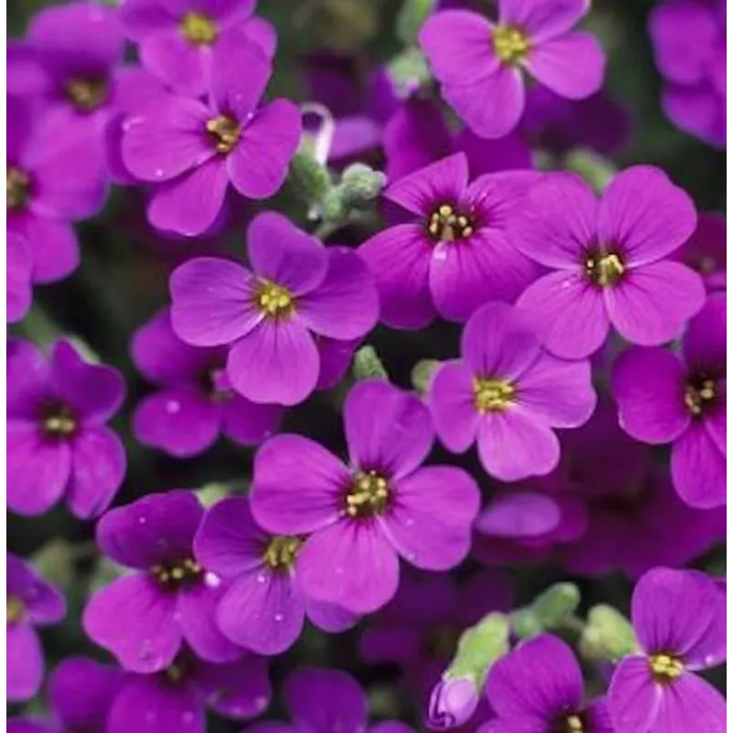 Blaukissen Vesuv - Aubrieta