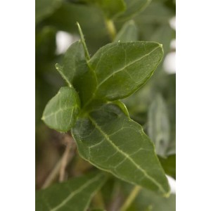 Nahaufnahme von grünen Efeu Blättern (Hedera Helix). Immergrüne Kletterpflanze für Garten & Fassade.
