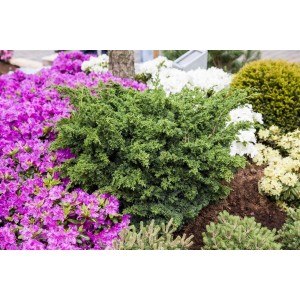 Chinesischer Wacholder 'Blaauw', blaugrüner Strauch für Garten und Kübel.