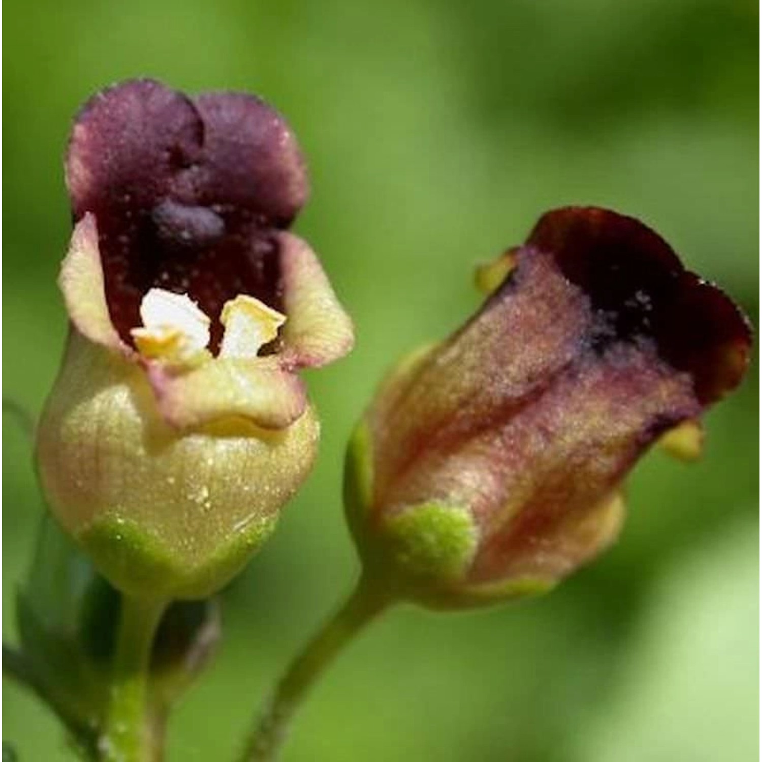 Knotige Braunwurz - Scrophularia nodosa günstig online kaufen