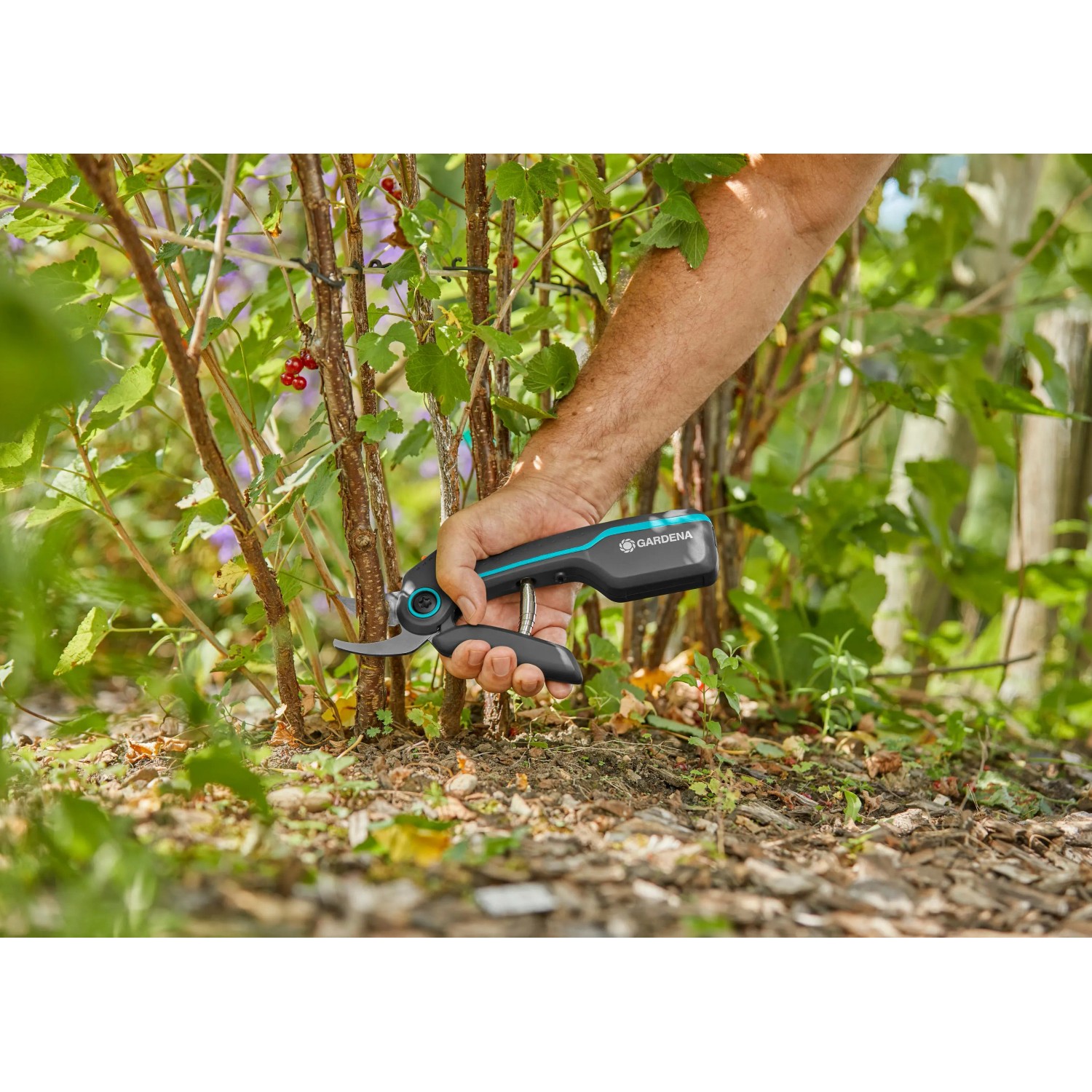 Gardena Assistcut Akku Gartenschere im Einsatz beim Schneiden von Zweigen.