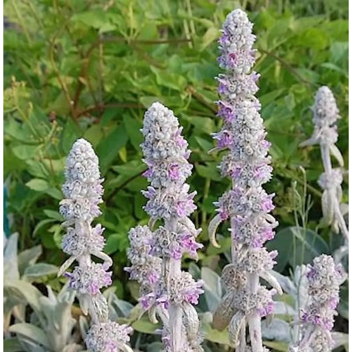 Wollziest Cotton Boll - Stachys byzantina