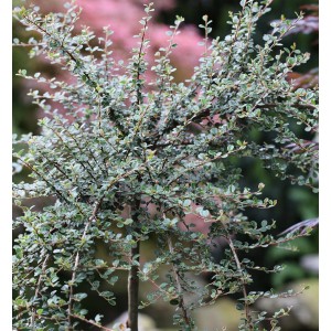 Hochstamm Zwergmispel Mirelle (Cotoneaster cochleatus) mit kleinen, grünen Blättern.