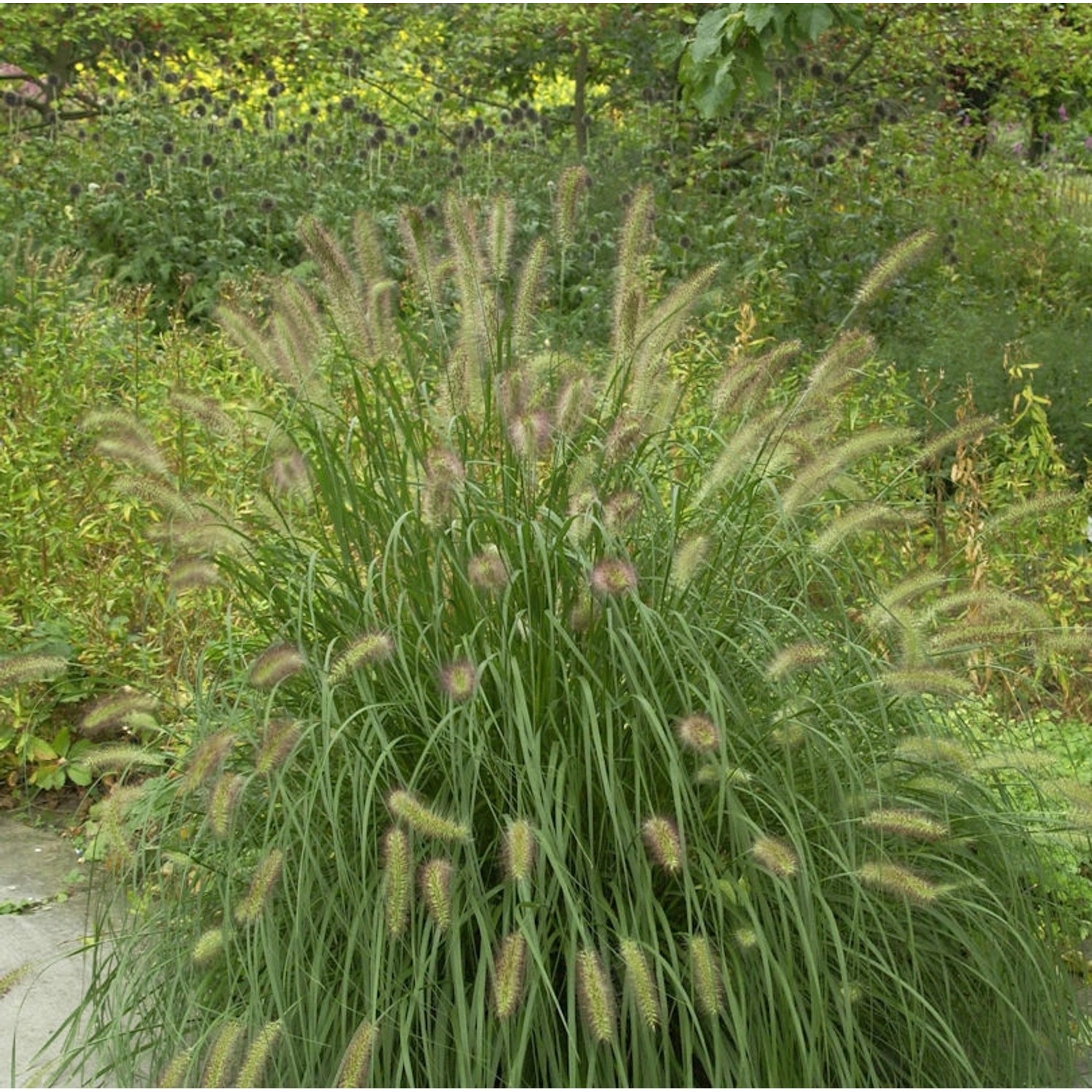 Lampenputzergras Herbstzauber - Pennisetum alopecuroides günstig online kaufen