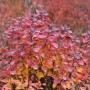 Birkenblättrige Spiere 'Tor' mit rot-gelbem Herbstlaub, 30-40 cm hoch.
