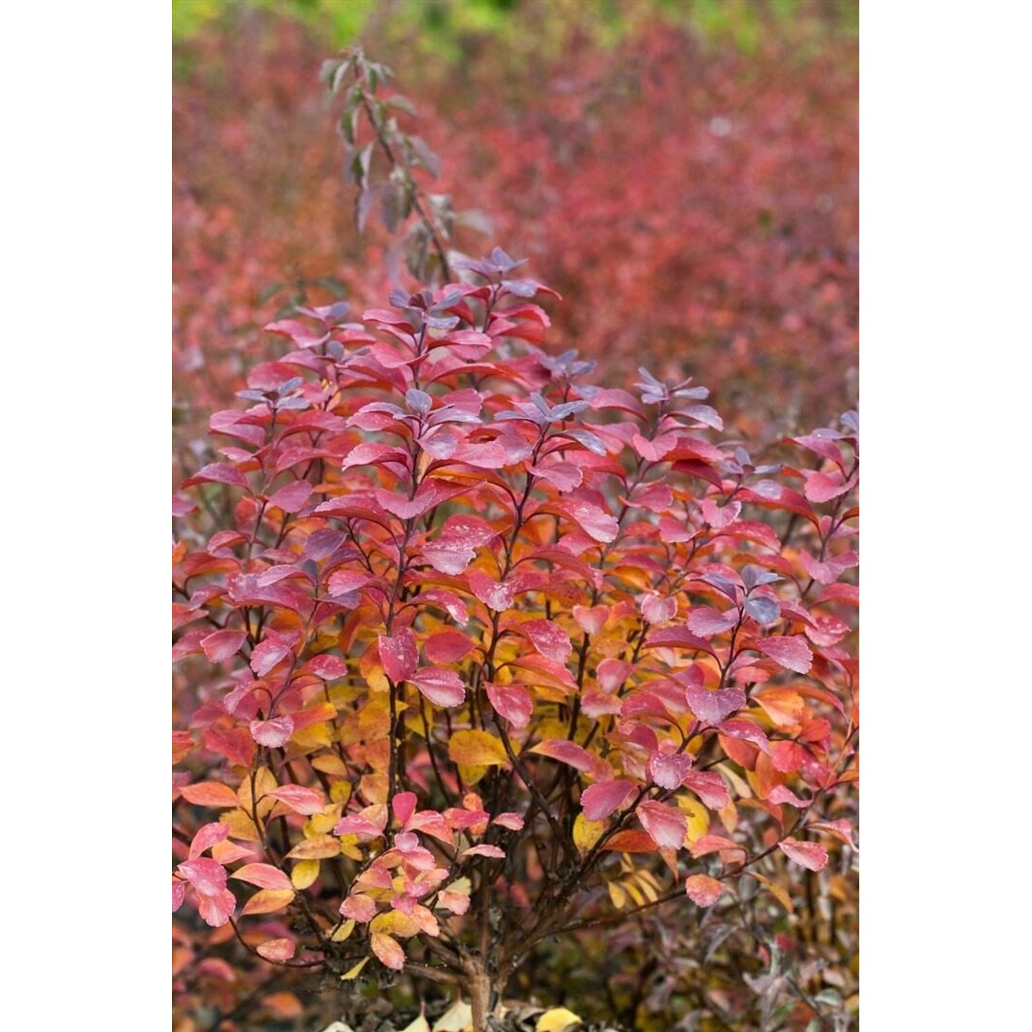 Spiraea Betulifolia Tor Birkenblättrige Spiere Weiß 30–40 cm günstig online kaufen
