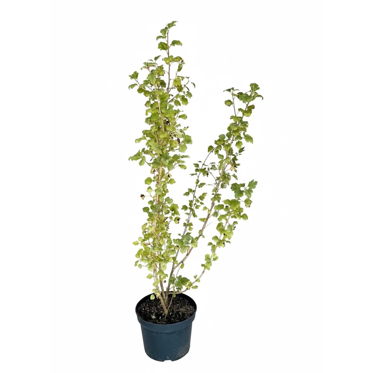 Baumfink Alpenjohannisbeere als Topfpflanze 60-100cm
