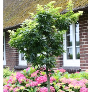 Fächerahorn 'Mikawa Yatsubusa' als Hochstamm, ca. 30-40cm hoch, im Garten.