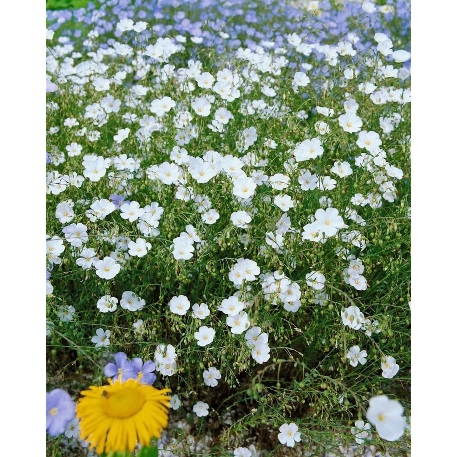 Linum Perenne Album Staudenlein Ca. 9x9 cm Topf günstig online kaufen