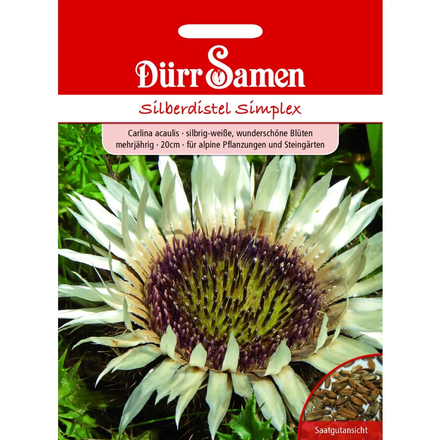 Dürr Samen Silberdistel Simplex Silbrig-Weiß Mehrjährig Großtüte Saatgut