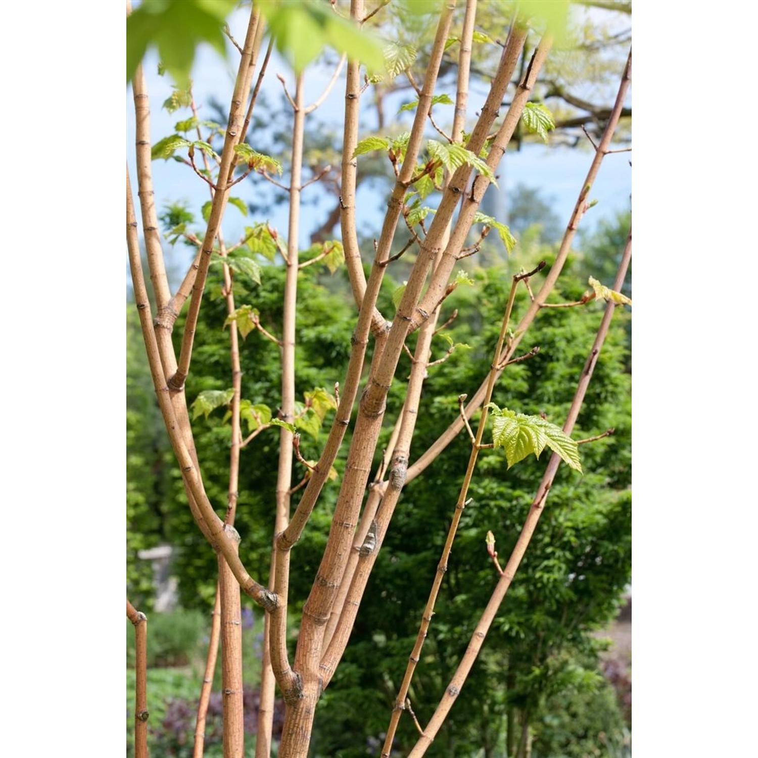 Acer Conspicuum Phoenix Schlangenhaut-Ahorn Rot 125 cm Stammhöhe günstig online kaufen