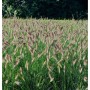 Feld mit Lampenputzergras Hameln (Pennisetum alopecuroides), Ziergras für den Garten.