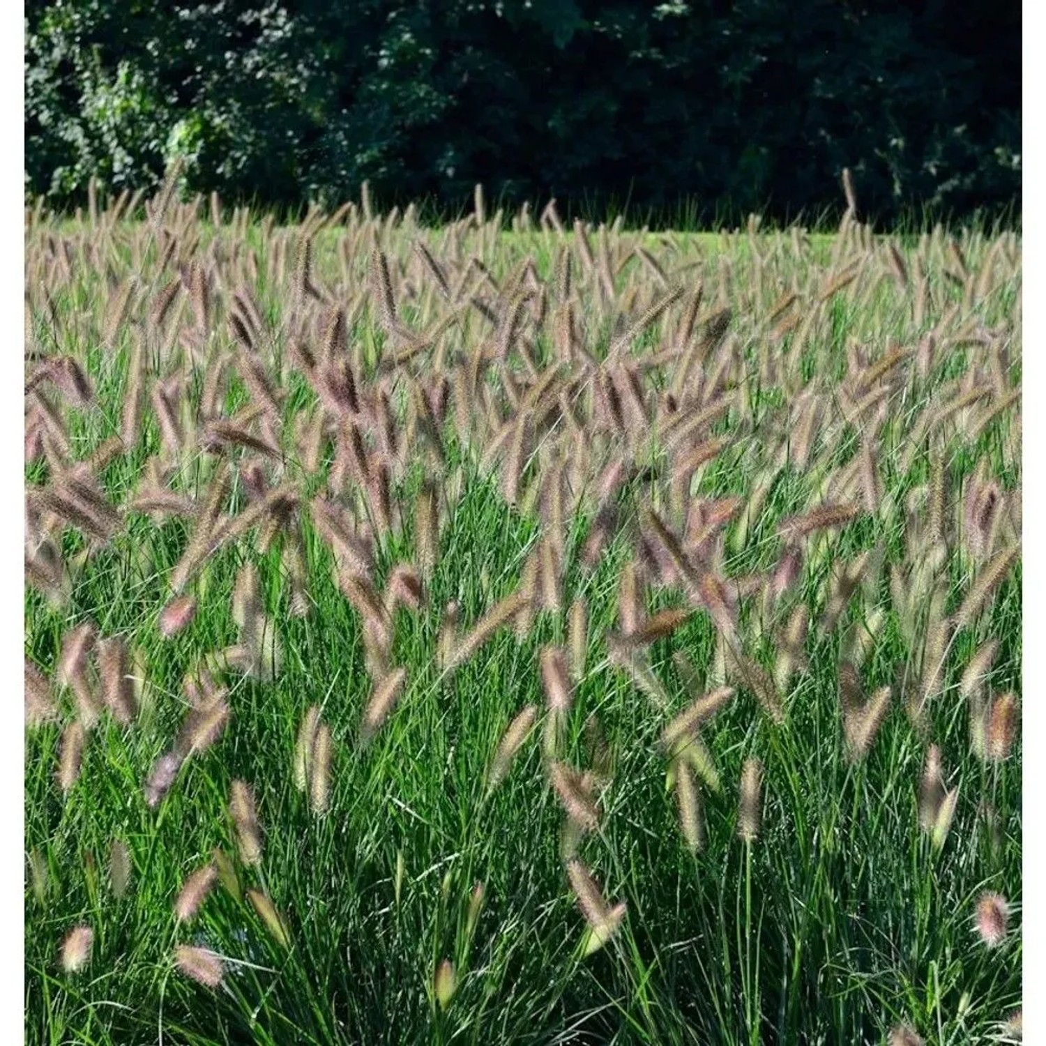 Lampenputzergras Hameln - Pennisetum alopecuroides