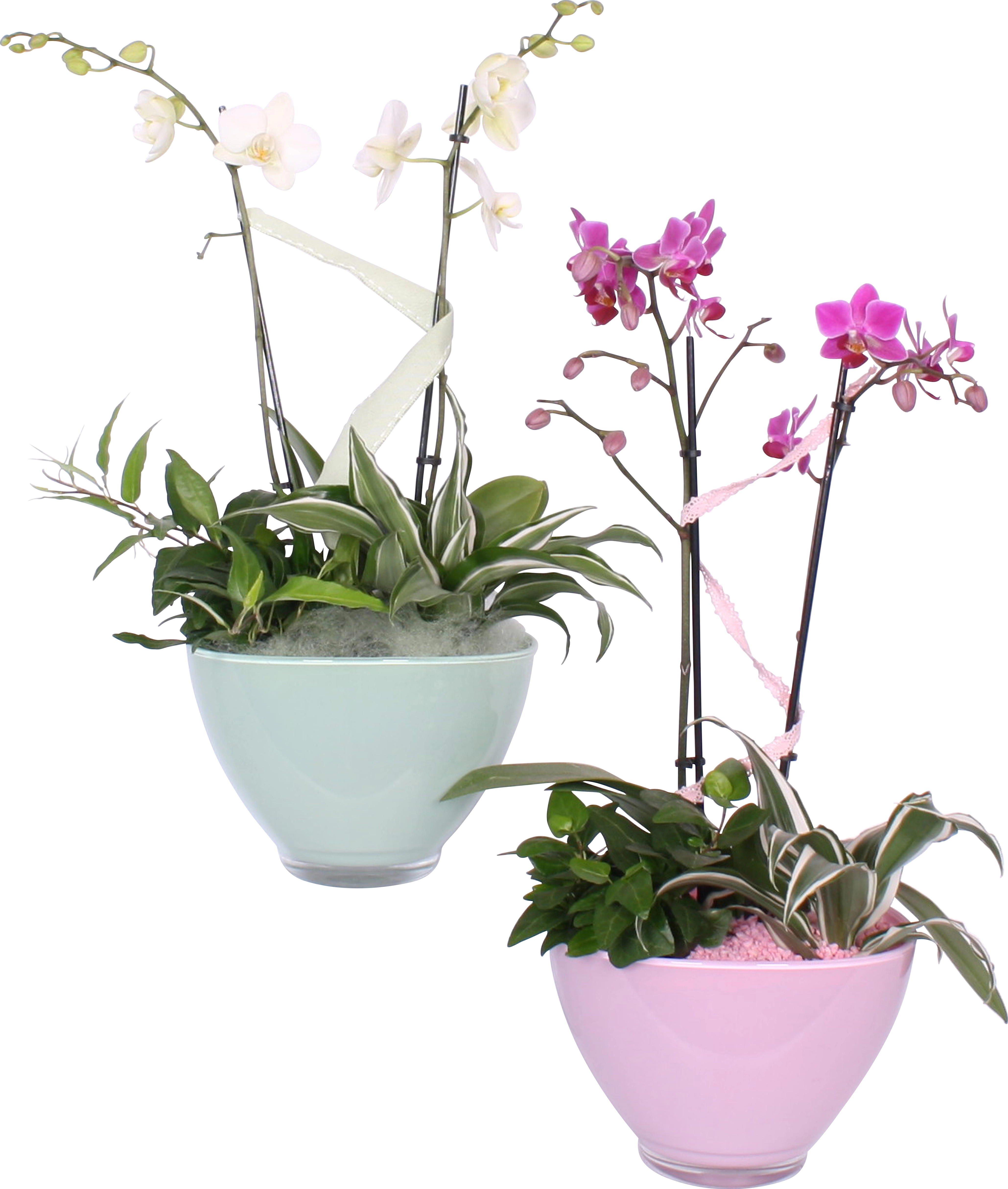 Bepflanzte Glasschale in verschiedenen OBI bei Farben kaufen mit Orchidee
