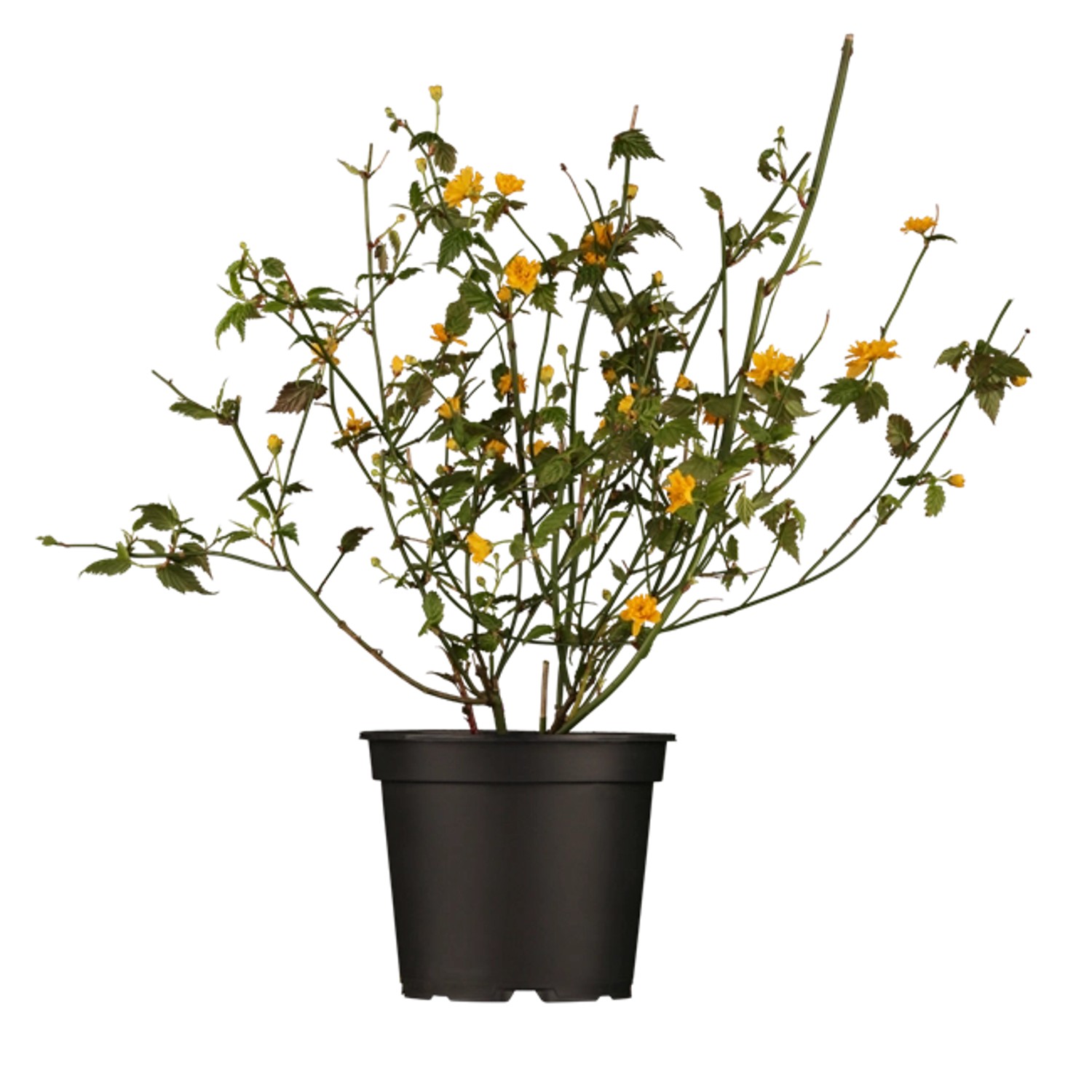 Kerria Japonica Ranunkelstrauch 40-60 cm günstig online kaufen