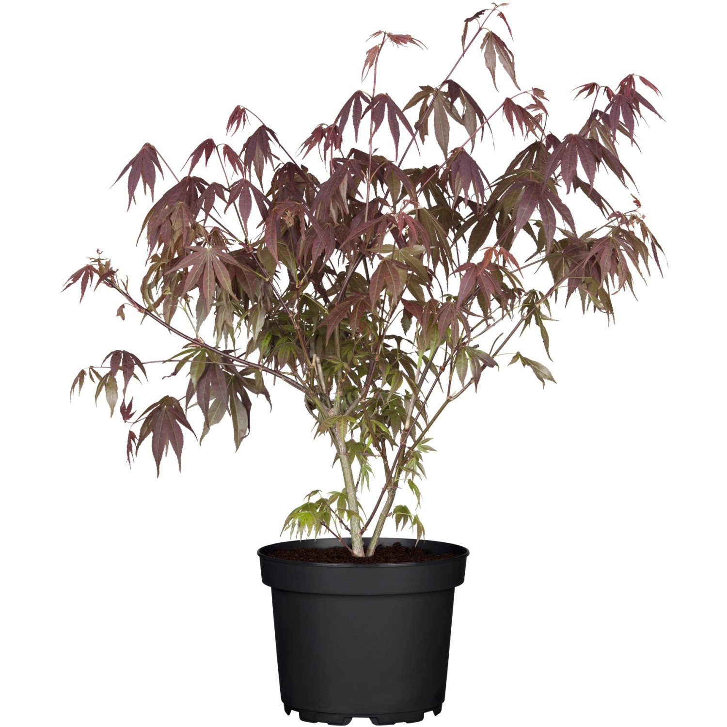 OBI Fächerahorn Atropurpureum Rot Container ca. 3 l günstig online kaufen