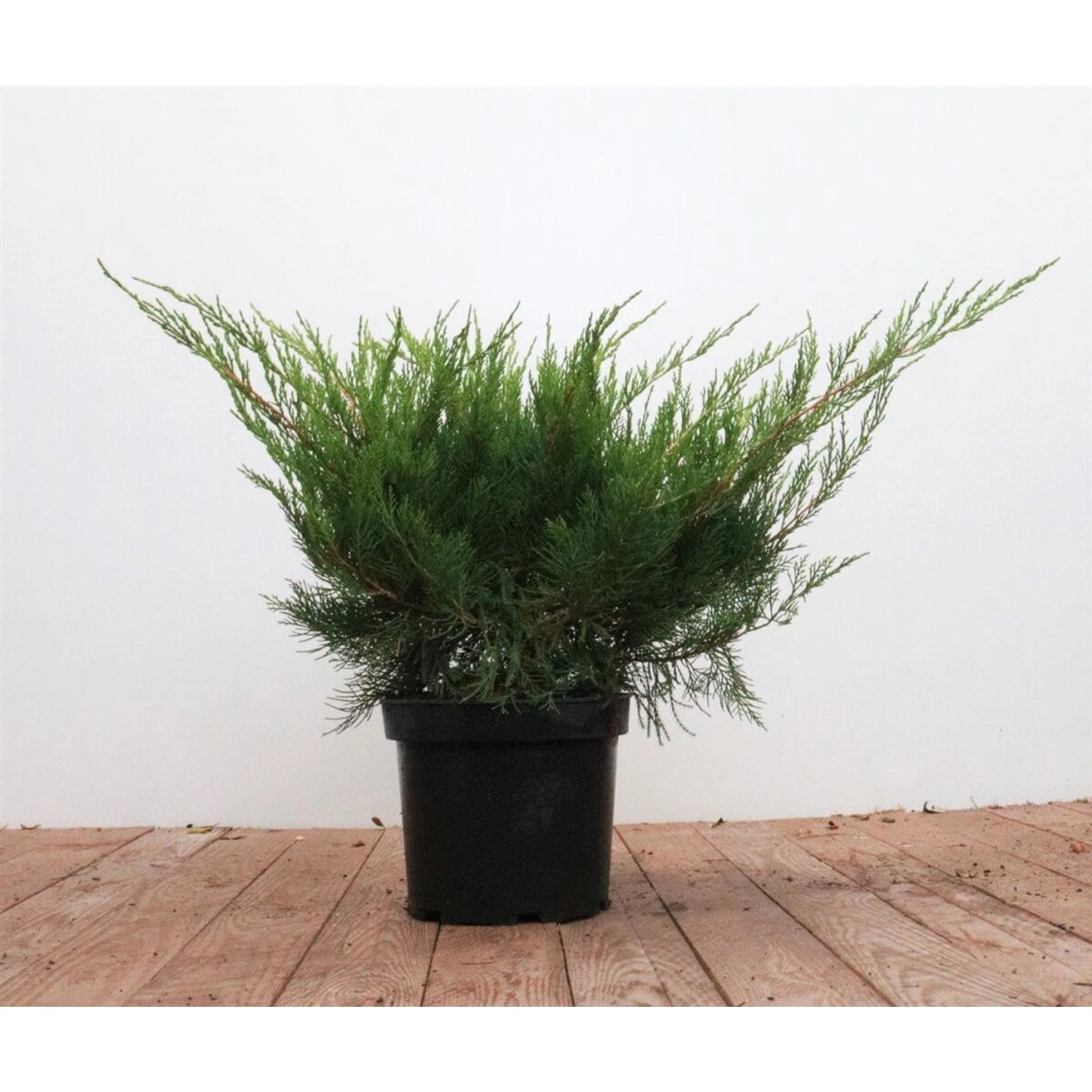 Juniperus Pfitzeriana Mint Julep Wacholder 30–40 cm günstig online kaufen